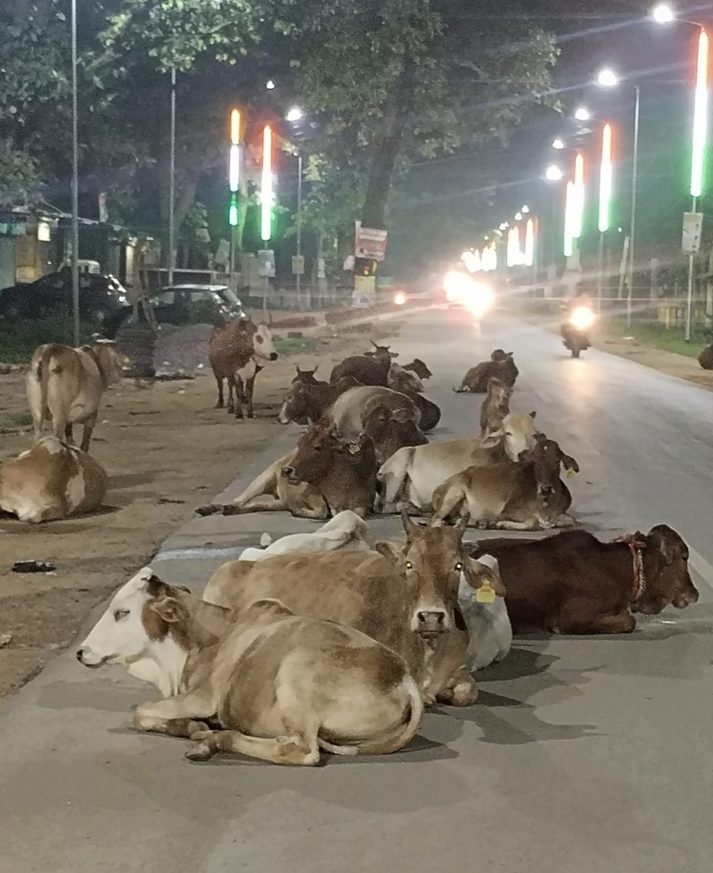 IMG_20240913_055433-1253x1536