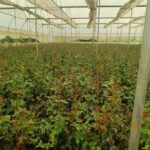 खेतों में अब सिर्फ धान नहीं, खुशबू भी उग रही है।