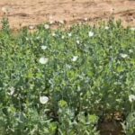 रायगढ़ में ‘ड्रोन’ का काल : तमनार,घटगांव के बाद मुडागांव में अफीम की खेती पर प्रशासन का वज्रपात, बैक-टू-बैक 3 बड़ी कार्रवाइयां!…